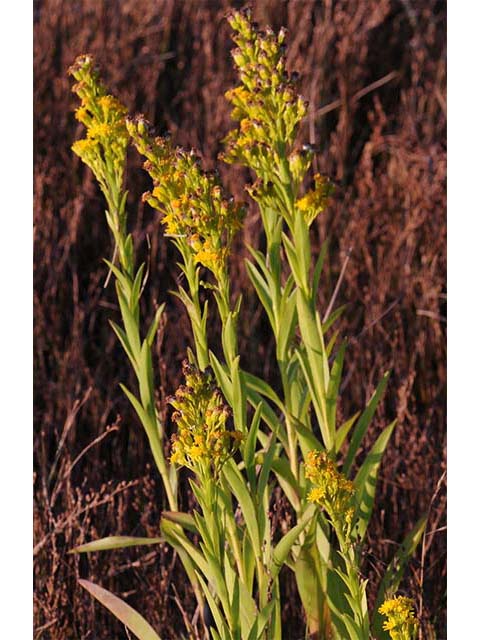 Solidago sempervirens var. sempervirens (Seaside goldenrod) #74155