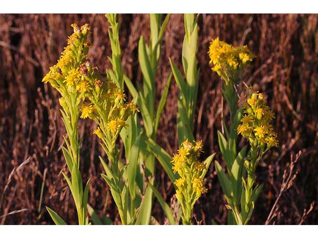 Solidago sempervirens var. sempervirens (Seaside goldenrod) #74157