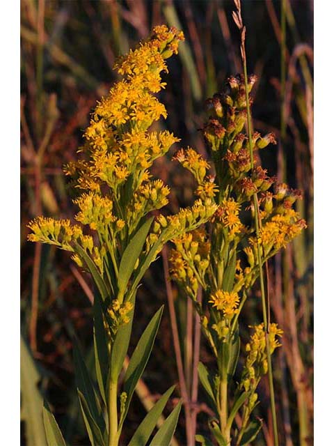 Solidago sempervirens var. sempervirens (Seaside goldenrod) #74158