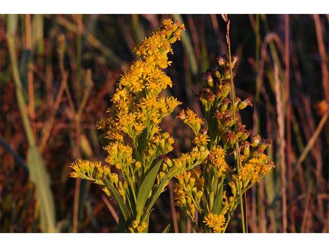 Solidago sempervirens var. sempervirens (Seaside goldenrod) #74159