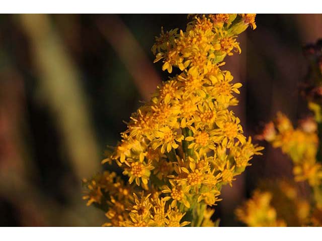 Solidago sempervirens var. sempervirens (Seaside goldenrod) #74160