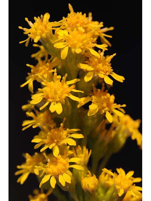 Solidago sempervirens var. sempervirens (Seaside goldenrod) #74161