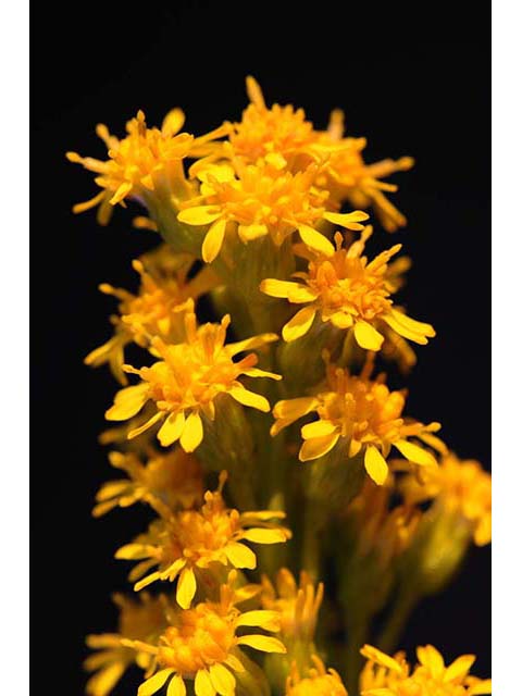 Solidago sempervirens var. sempervirens (Seaside goldenrod) #74162