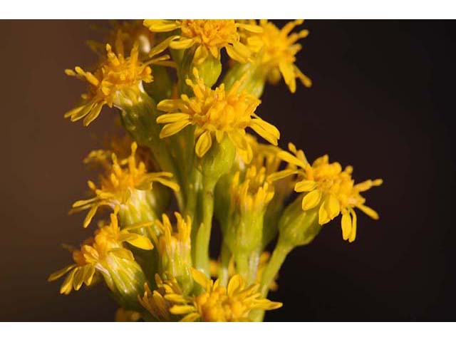 Solidago sempervirens var. sempervirens (Seaside goldenrod) #74164