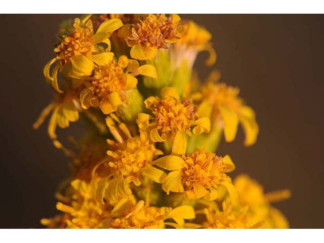 Solidago sempervirens var. sempervirens (Seaside goldenrod) #74165