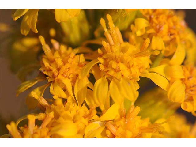 Solidago sempervirens var. sempervirens (Seaside goldenrod) #74166