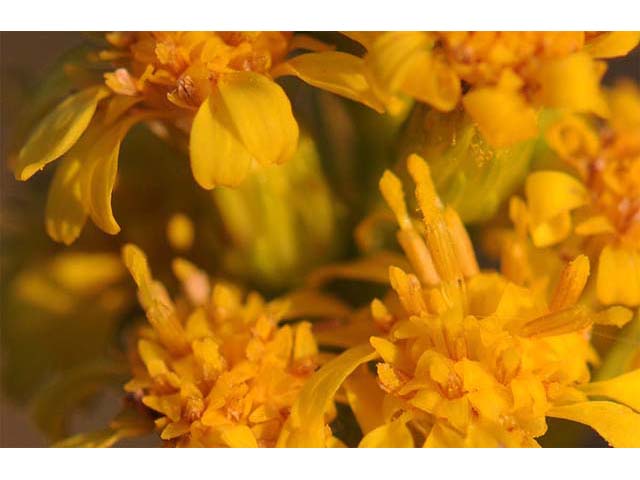 Solidago sempervirens var. sempervirens (Seaside goldenrod) #74167