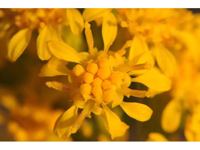 Solidago sempervirens var. sempervirens (Seaside goldenrod) #74169