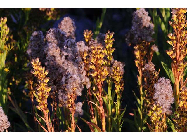 Solidago sempervirens var. sempervirens (Seaside goldenrod) #74171