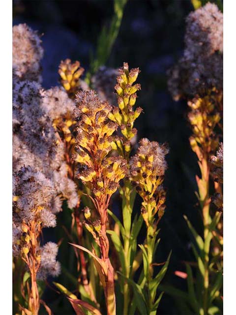 Solidago sempervirens var. sempervirens (Seaside goldenrod) #74172