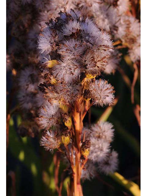 Solidago sempervirens var. sempervirens (Seaside goldenrod) #74173