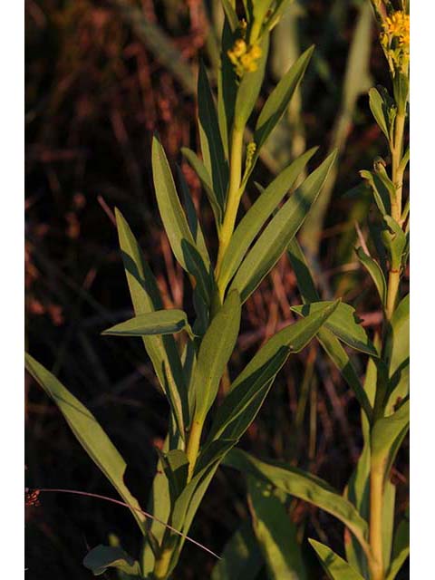 Solidago sempervirens var. sempervirens (Seaside goldenrod) #74177