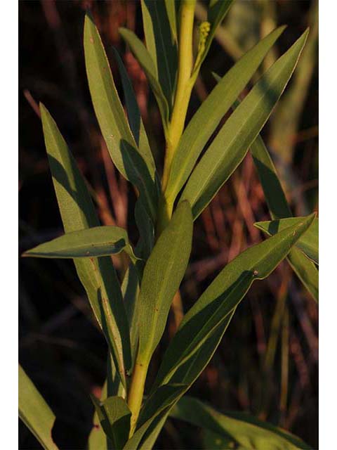 Solidago sempervirens var. sempervirens (Seaside goldenrod) #74178