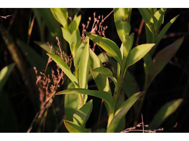 Solidago sempervirens var. sempervirens (Seaside goldenrod) #74179