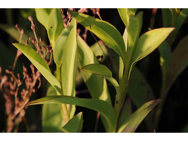 Solidago sempervirens var. sempervirens (Seaside goldenrod) #74180