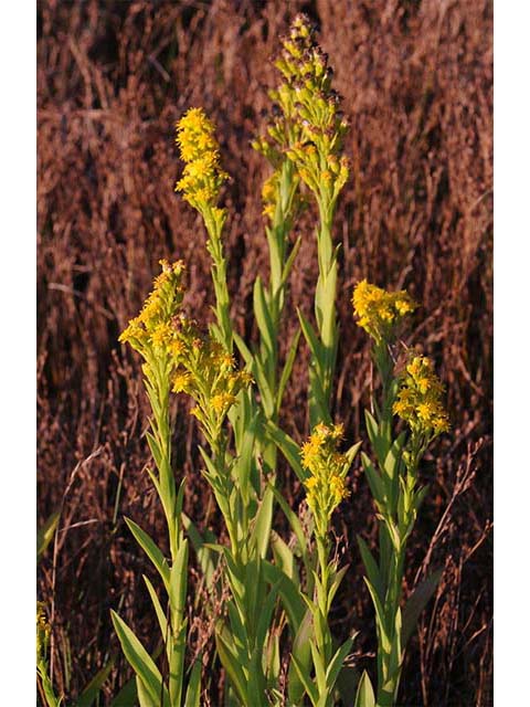 Solidago sempervirens (Seaside goldenrod) #74190