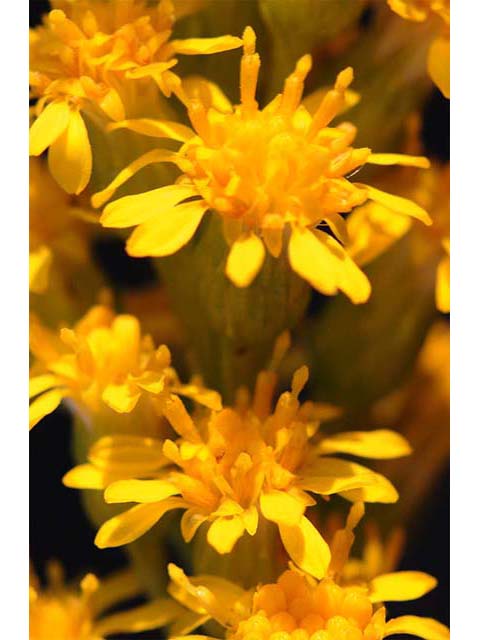 Solidago sempervirens (Seaside goldenrod) #74197