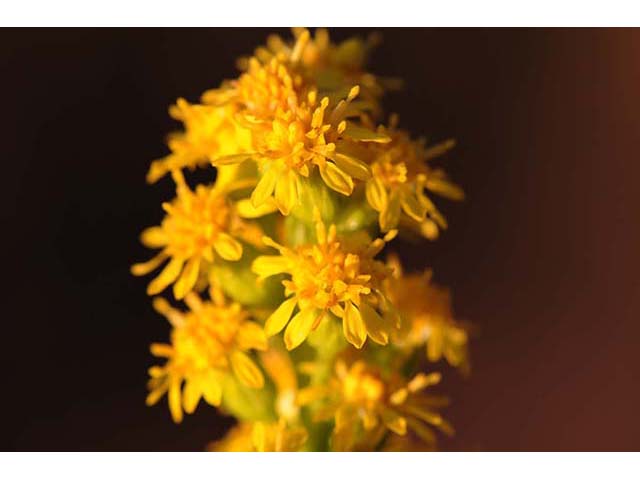 Solidago sempervirens (Seaside goldenrod) #74202