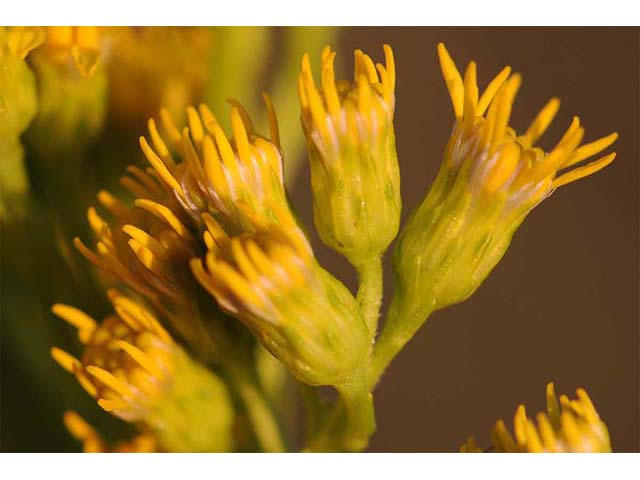 Solidago sempervirens (Seaside goldenrod) #74204