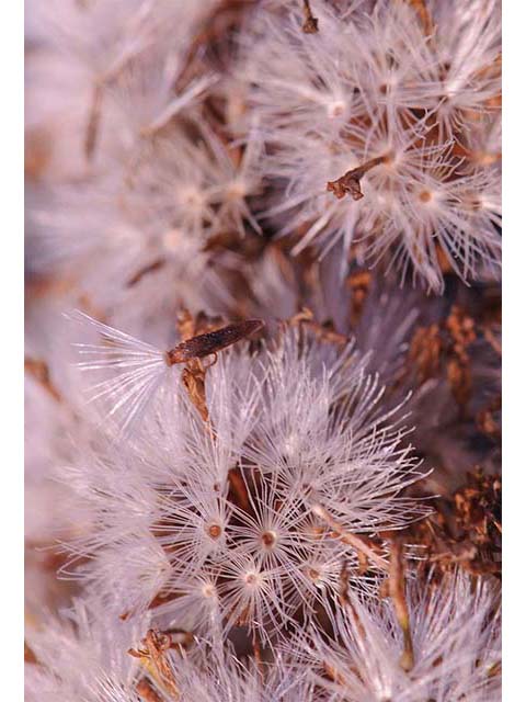 Solidago sempervirens (Seaside goldenrod) #74208