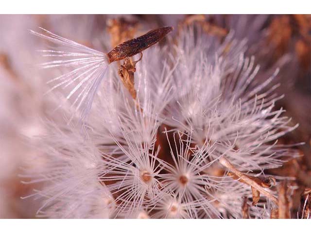 Solidago sempervirens (Seaside goldenrod) #74209