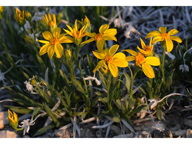 Stenotus acaulis (Stemless mock goldenweed) #74223