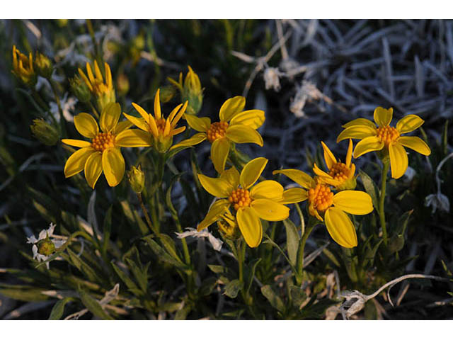 Stenotus acaulis (Stemless mock goldenweed) #74224