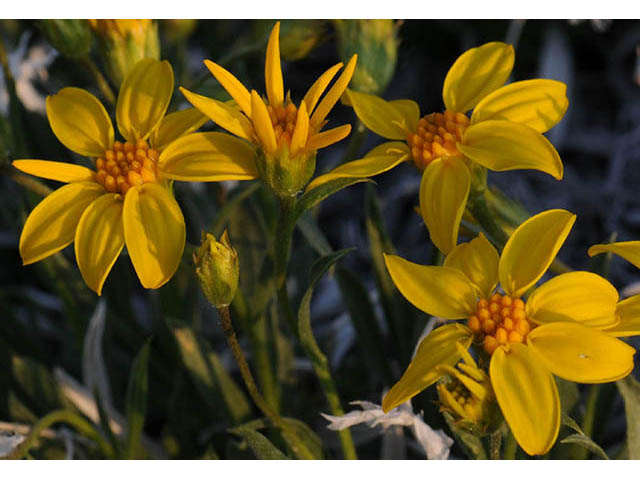 Stenotus acaulis (Stemless mock goldenweed) #74225