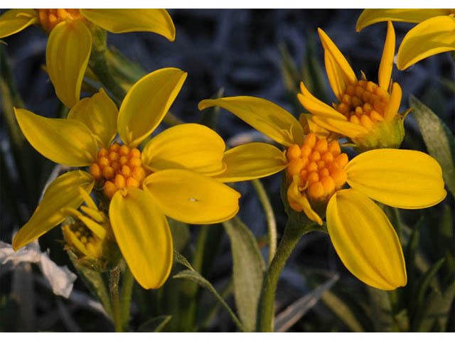 Stenotus acaulis (Stemless mock goldenweed) #74227