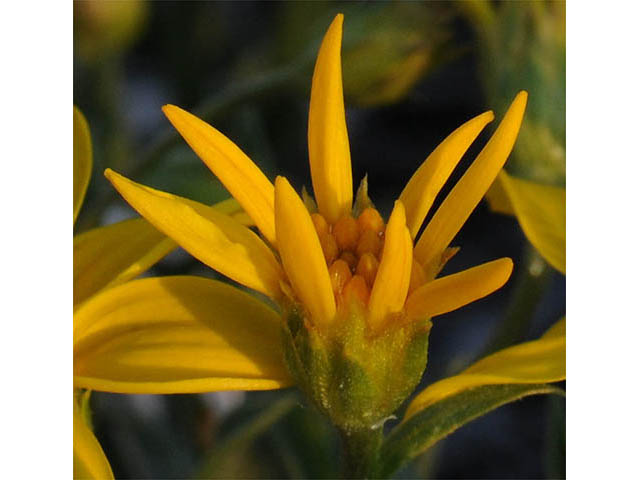 Stenotus acaulis (Stemless mock goldenweed) #74229