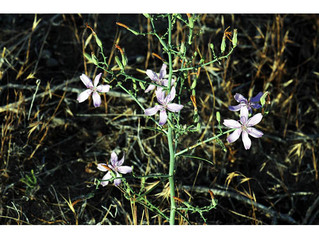 Stephanomeria exigua (Small wirelettuce) #74231