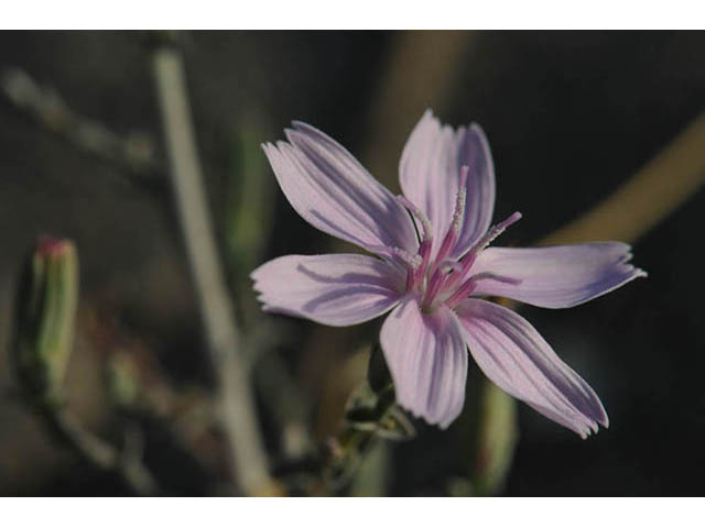 Stephanomeria exigua (Small wirelettuce) #74234