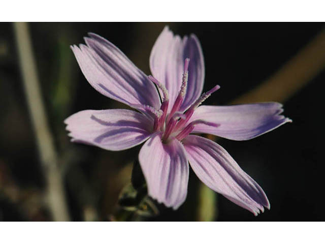 Stephanomeria exigua (Small wirelettuce) #74235