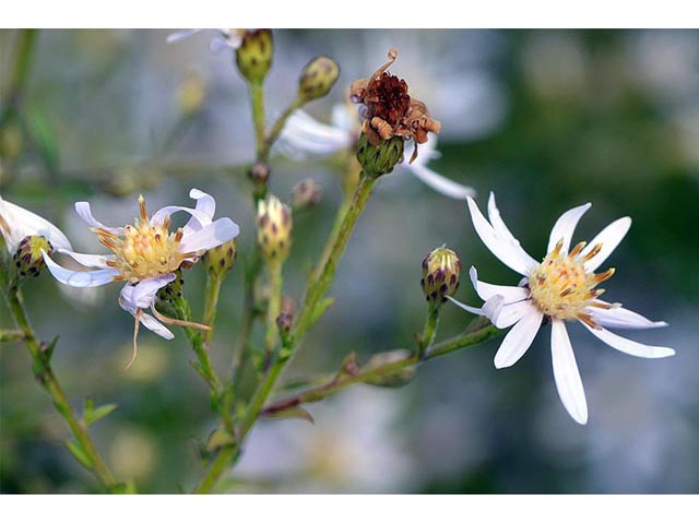 Symphyotrichum cordifolium (Broad-leaved aster) #74281