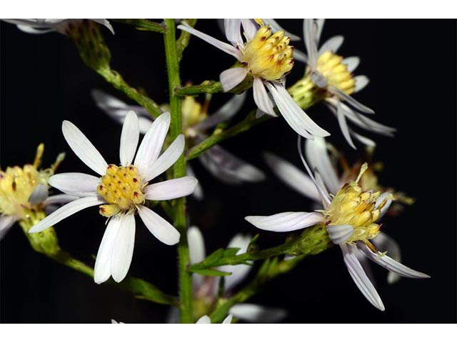 Symphyotrichum cordifolium (Broad-leaved aster) #74287