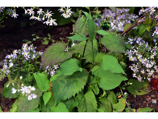 Symphyotrichum cordifolium (Broad-leaved aster) #74314