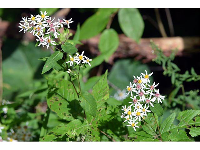 Symphyotrichum cordifolium (Broad-leaved aster) #74321