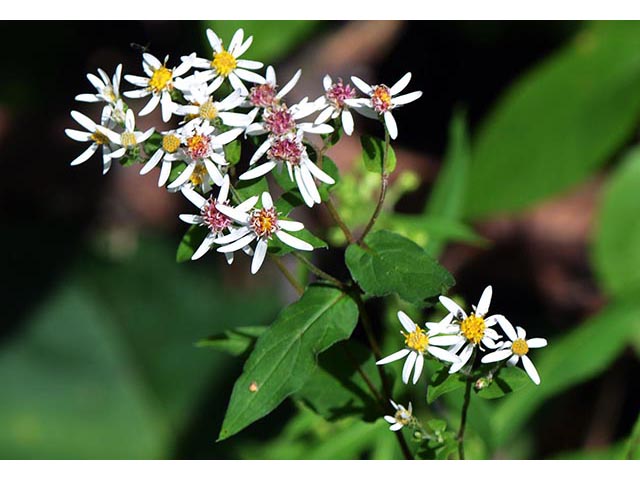 Symphyotrichum cordifolium (Broad-leaved aster) #74322