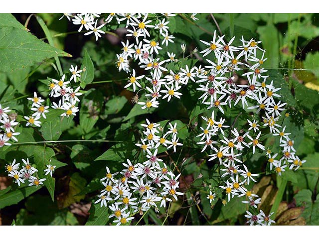 Symphyotrichum cordifolium (Broad-leaved aster) #74323