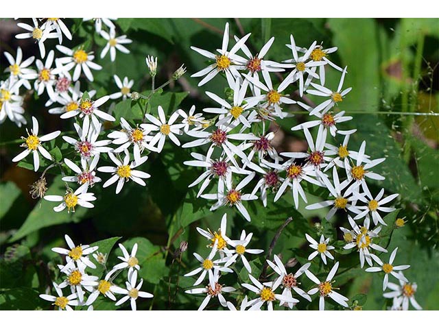 Symphyotrichum cordifolium (Broad-leaved aster) #74324