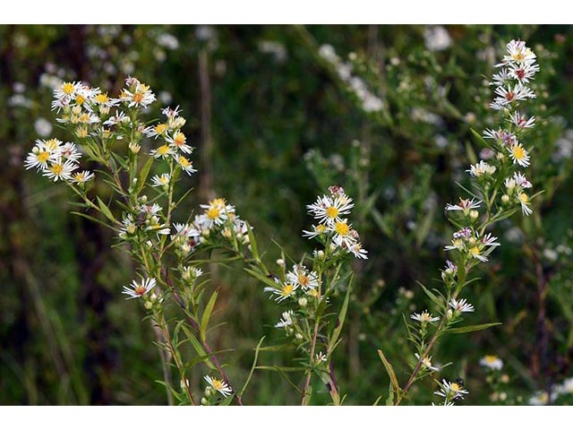 Symphyotrichum lanceolatum ssp. lanceolatum (White panicle aster) #74345