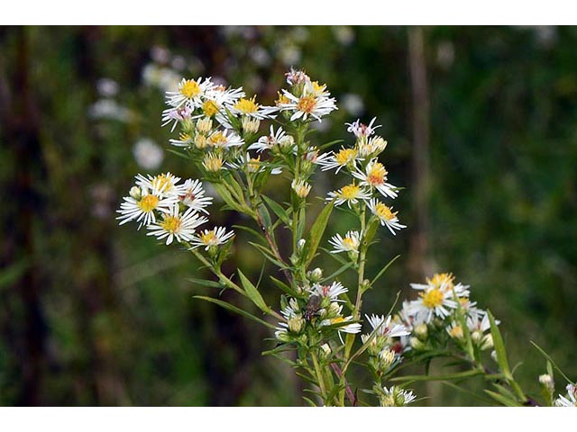 Symphyotrichum lanceolatum ssp. lanceolatum (White panicle aster) #74346