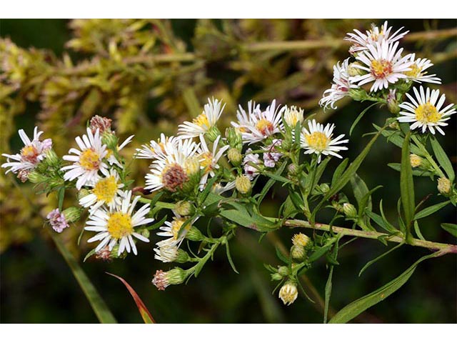 Symphyotrichum lanceolatum ssp. lanceolatum (White panicle aster) #74350