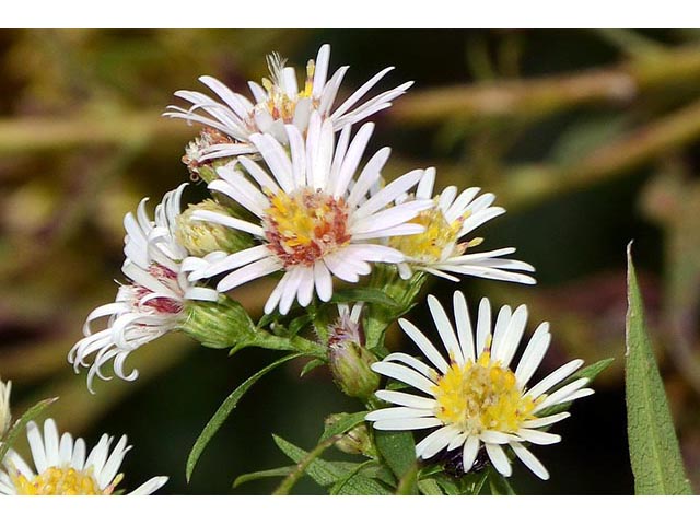 Symphyotrichum lanceolatum ssp. lanceolatum (White panicle aster) #74351