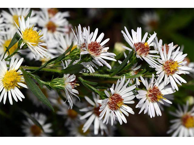 Symphyotrichum lanceolatum ssp. lanceolatum (White panicle aster) #74355