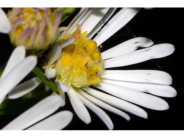 Symphyotrichum lanceolatum ssp. lanceolatum (White panicle aster) #74365