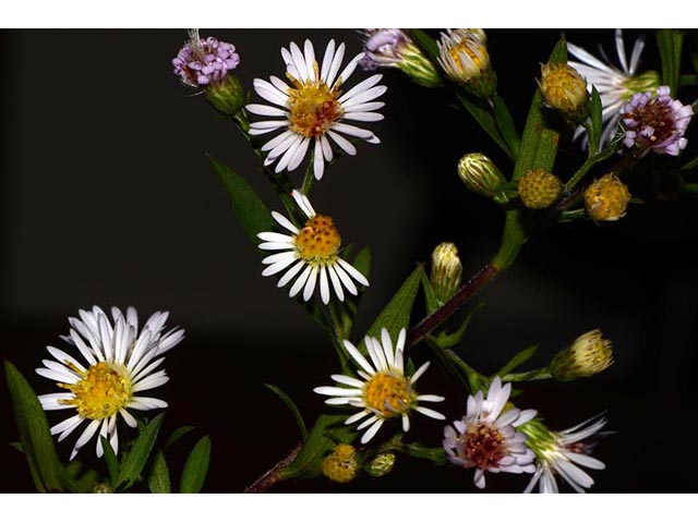 Symphyotrichum lanceolatum ssp. lanceolatum (White panicle aster) #74375