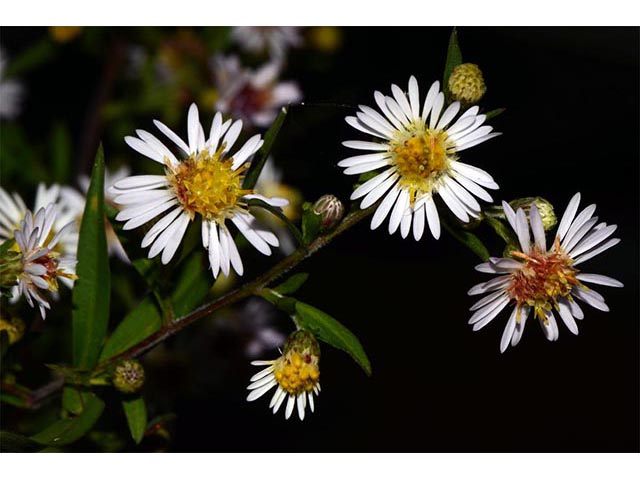 Symphyotrichum lanceolatum ssp. lanceolatum (White panicle aster) #74377