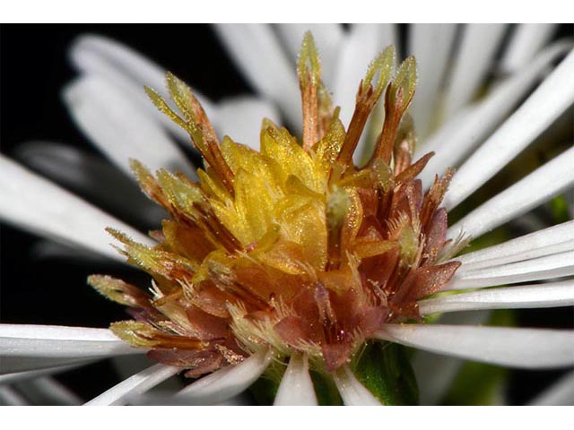 Symphyotrichum lanceolatum ssp. lanceolatum (White panicle aster) #74388