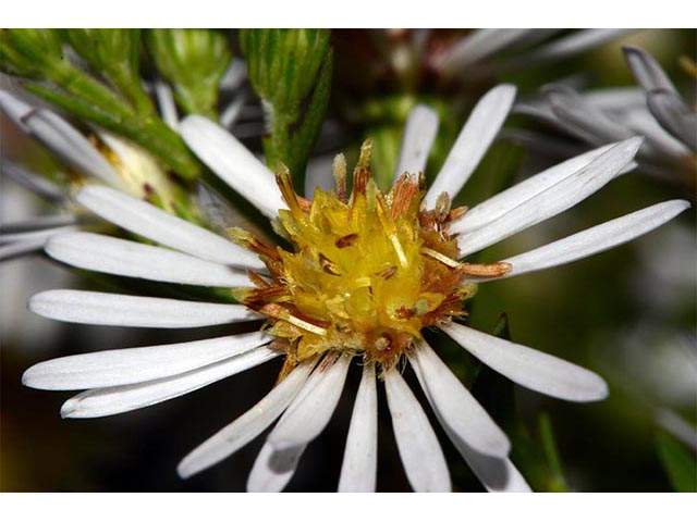 Symphyotrichum lanceolatum ssp. lanceolatum (White panicle aster) #74389